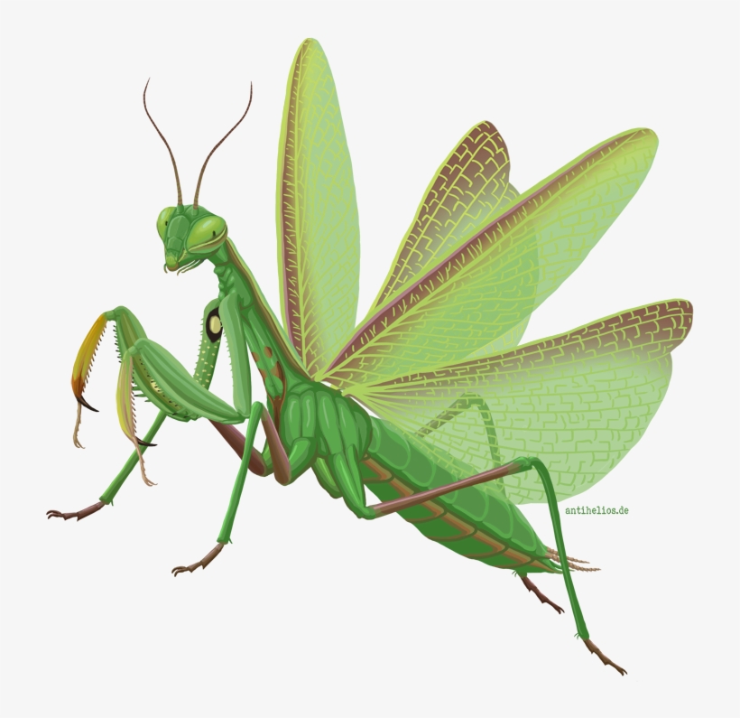 Mantis Png Images - Hamburg, transparent png download
