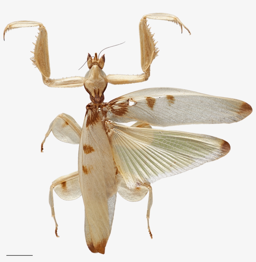 Predation On Pollinating Insects Shaped The Evolution - Orchid Mantis, transparent png download