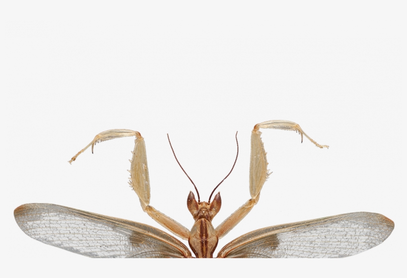 Predation On Pollinating Insects Shaped The Evolution - Do Orchid Mantis Wings, transparent png download