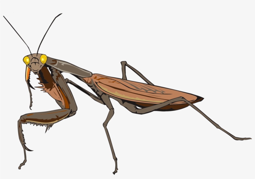 Mantis Les Insectes Animal Drawing - Mantis Png, transparent png download