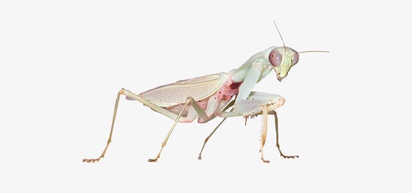 Transparent Praying Mantis Mantis Transparent Praying - Hierodula Salomonis, transparent png download