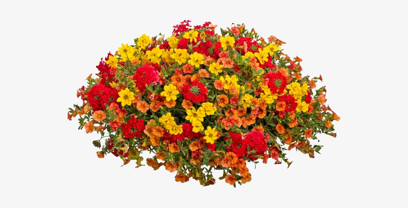 Hoa Chịu Nắng Tốt, transparent png download