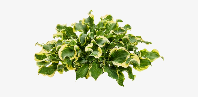 Next - Hosta Wheee, transparent png download