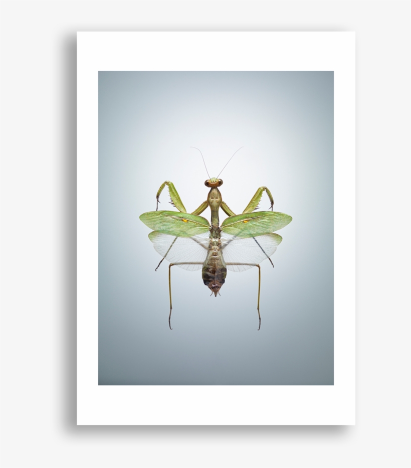 Praying Mantis, transparent png download