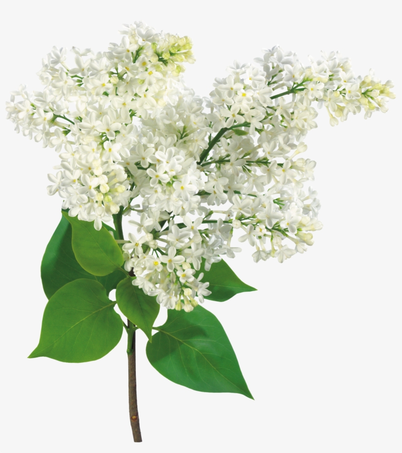 Común Lila Rama De La Luz Arbusto - Mother's Day, Grandma - Lilac Flowers Card, transparent png download