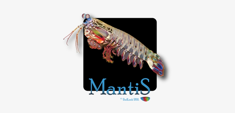 X Ray Spectromicroscopy Involves Taking A Series Of - Mantis, transparent png download