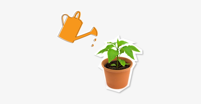 Watering Can And Pot Plant - Watering Potted Plant, transparent png download