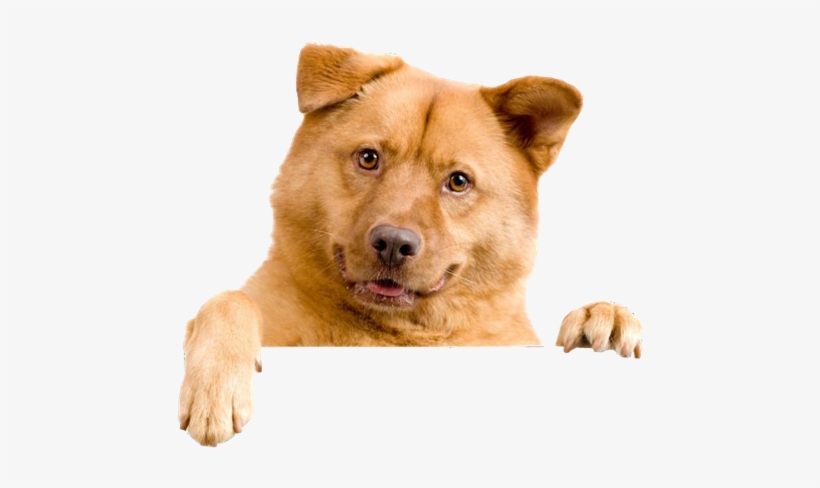 Cachorro Png - Rosmax Interactive Dog Toy - Best Iq Treat Dispensing, transparent png download