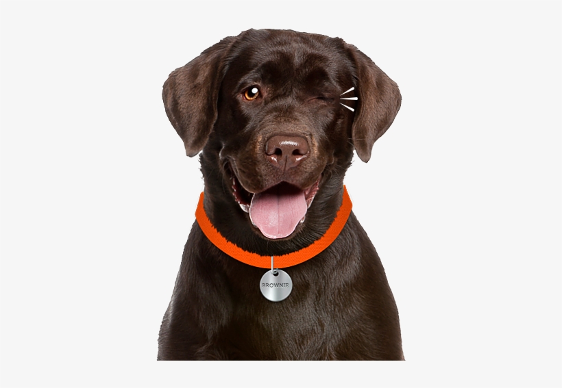 Cadastre-se E Receba Promoções E Novidades - Brownie Cachorro, transparent png download