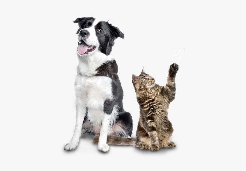 Cuide Da Saúde Do Seu Pet - Animal Anthology Project: True Tails, transparent png download