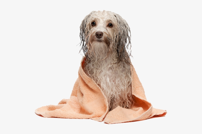 Uma - Perro Recien Bañado, transparent png download