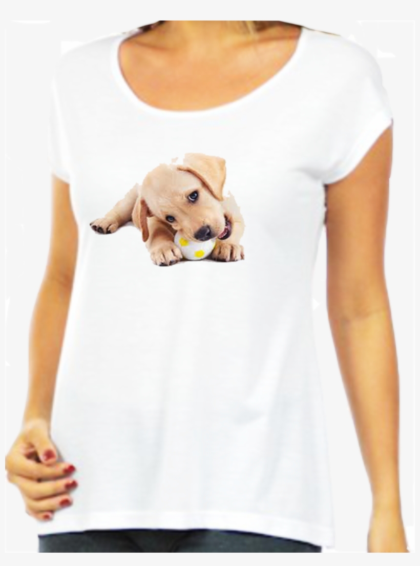 Cachorro Com Bolinha Pro Site - Labradors!: Chew Toys For Dogs Who Are Teething!, transparent png download