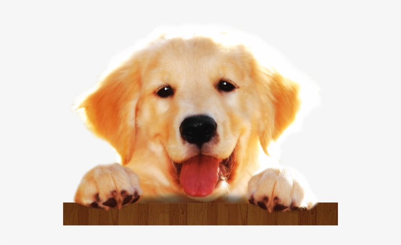 A Prevenção E Feita Através De Medicação Especifica, - Imagens De Cachorros Em Png, transparent png download