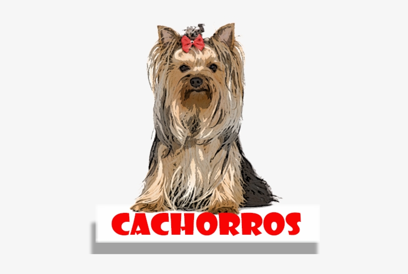 Cachorros Para Colorir - Thomas Laboratories Bitch Pills 180ct Tablets, transparent png download