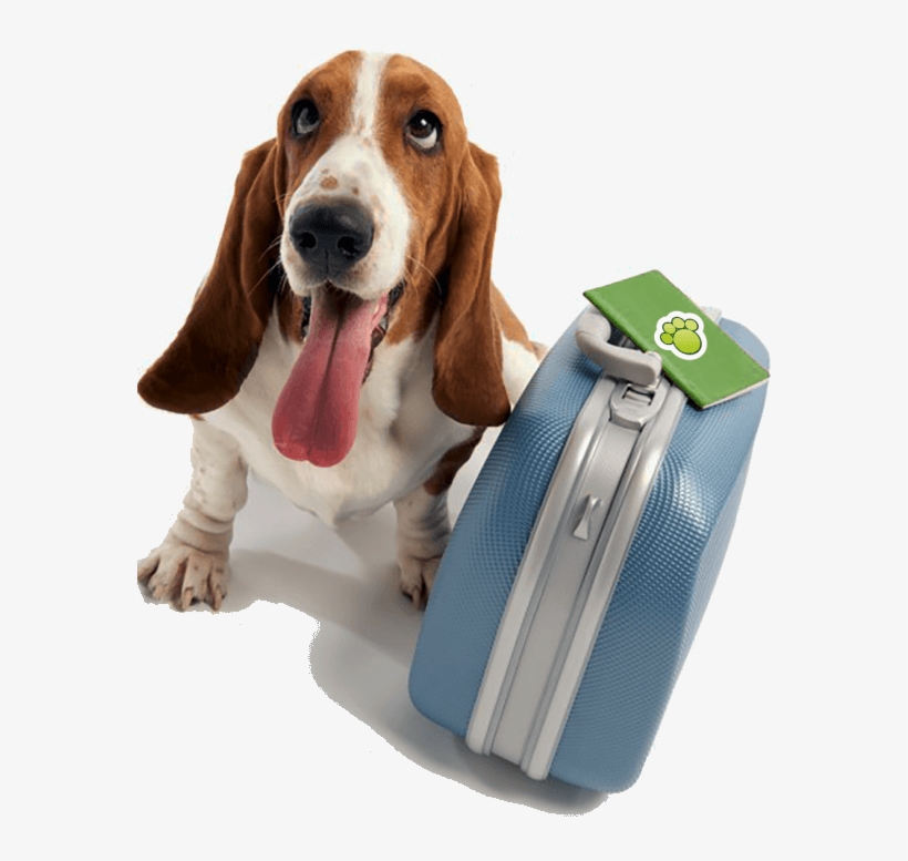 Hotel Para Cães E Gatos - Doggy Day School, transparent png download
