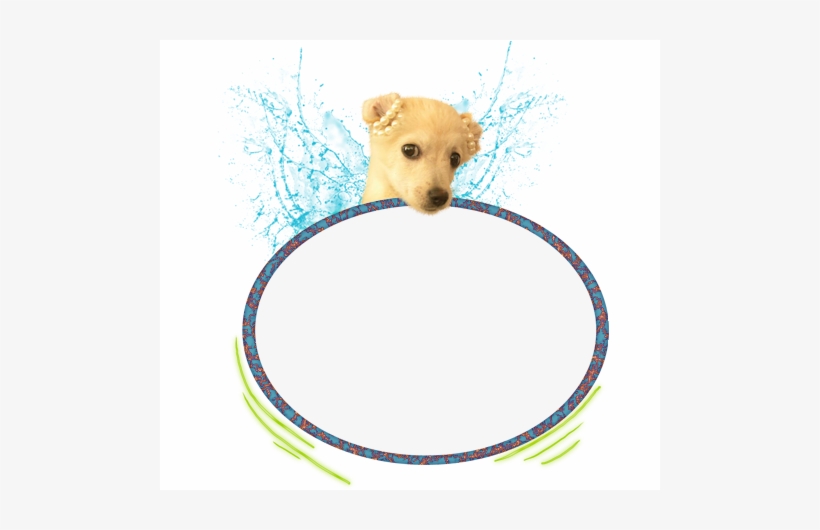 05 Apr 2011 - Companion Dog, transparent png download