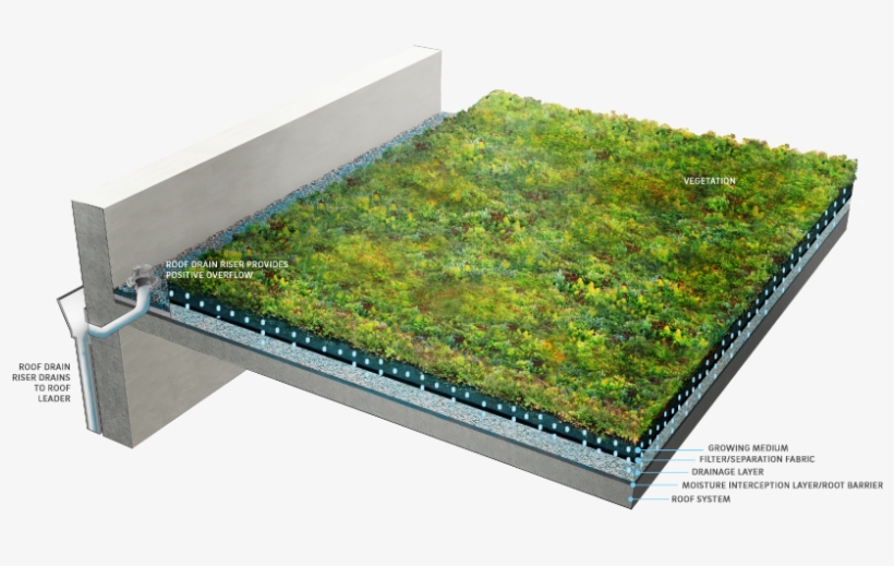 2 Green Roof Components - Green Roof, transparent png download