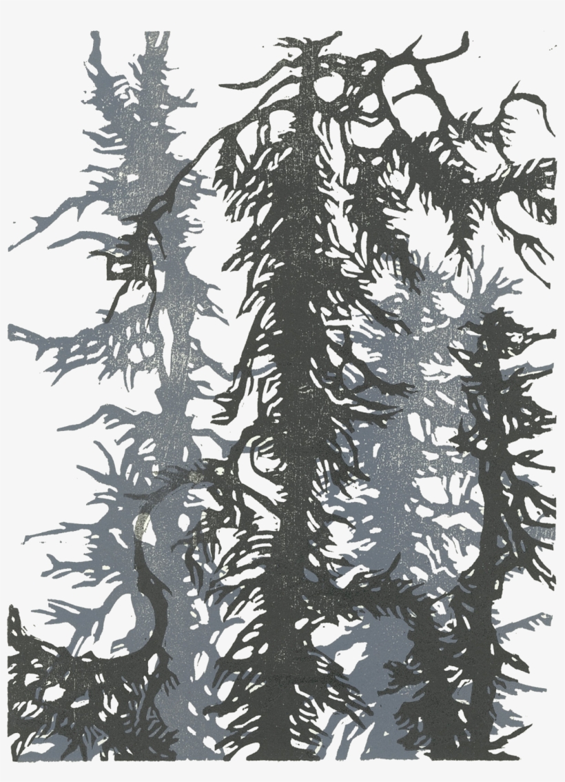 "goldstream Spruce" By Sara Tabbert - Shortleaf Black Spruce, transparent png download