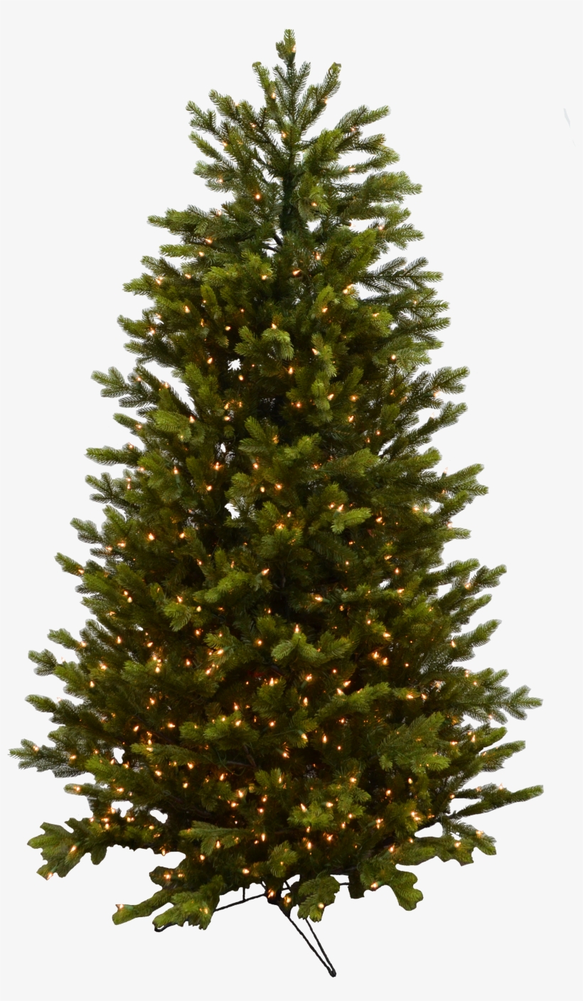 Evergreen Branch Png, transparent png download