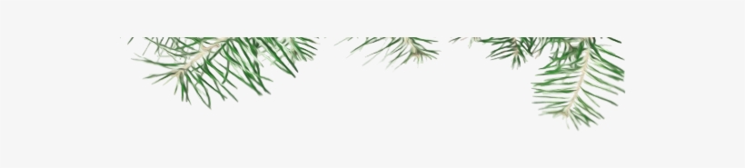 Header 29 Aug 2015 - Christmas Tree, transparent png download