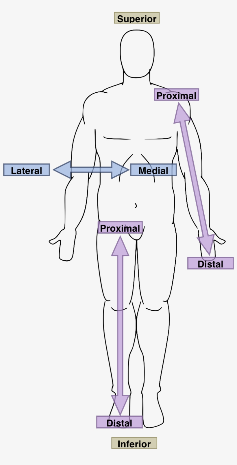 Anatomical Directions, transparent png download