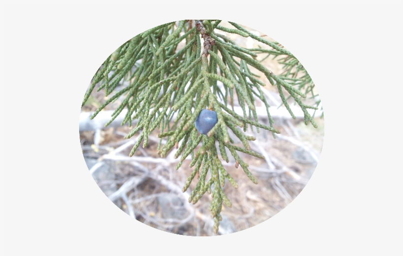 Shortstraw Pine, transparent png download