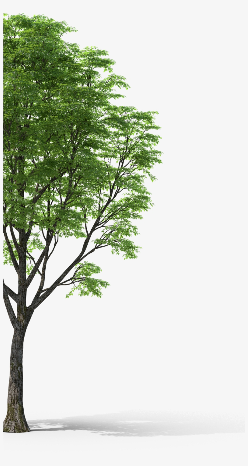 Pond Pine, transparent png download