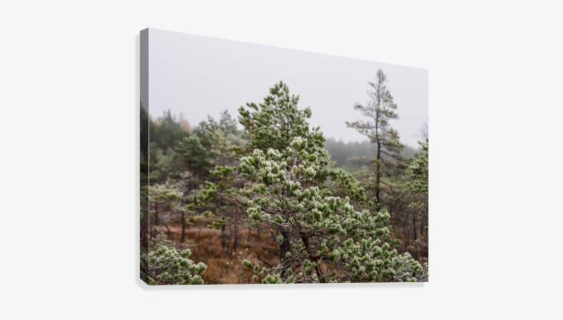 Closeup Of Pine Tree Branch In Field Of Kemeri Moor - Shortleaf Black Spruce, transparent png download