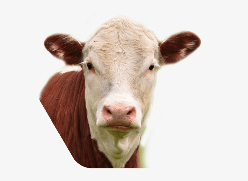 Cow Feed Cow Feed - Holliston Cow, transparent png download