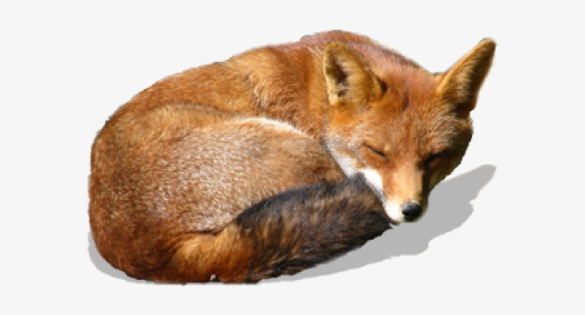 Fox Png, transparent png download