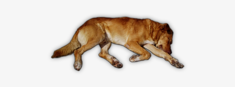 05 Feb 2009 - Sleeping Dog Top View Png, transparent png download