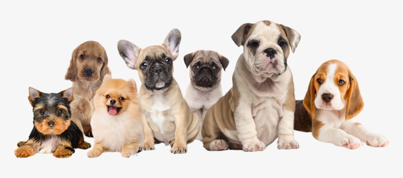All Breed Puppies For Sale 1524834053zgohpa - Doggie Of The Day English Bulldog Canvas 16 X 20, transparent png download
