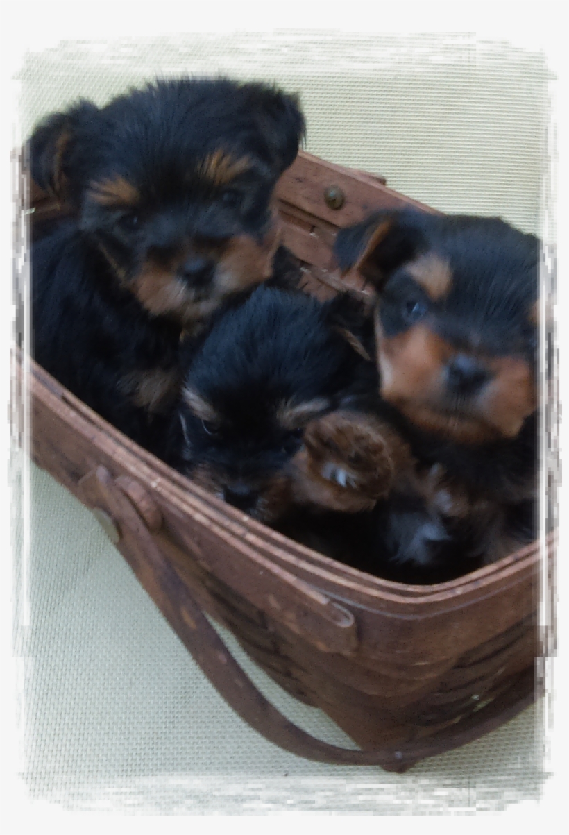 Gender Debate - Yorkshire Terrier, transparent png download