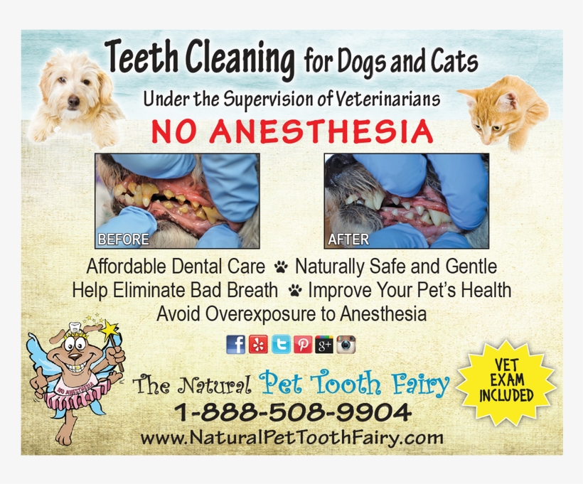 Natural Pet Tooth Fairy [1 Image] Click Any Image To - Labradoodle, transparent png download