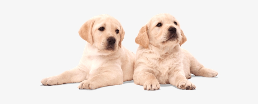 You Have The Chance To Name The Puppies, And Attend - Puppy, transparent png download