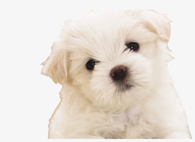 Download Maltipoo Puppies Wallpaper Copy - Backgrounds Of Maltipoo ...