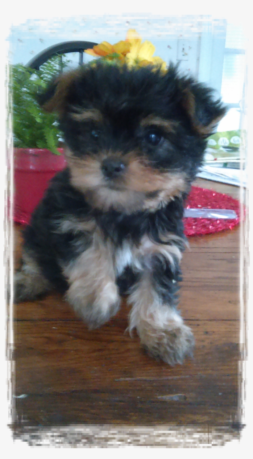 Gender Debate - Yorkipoo, transparent png download