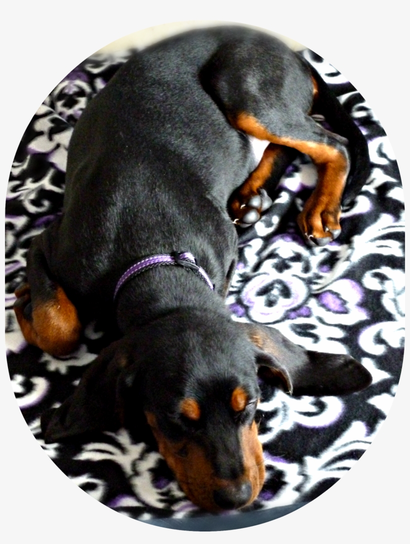 Black And Tan Coonhound Puppy, Sleeping, Age 5 Months - Black And Tan Coonhound, transparent png download