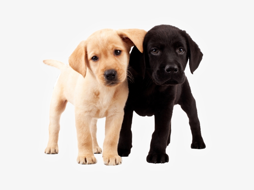 Happy Birthday Labrador Puppies, transparent png download