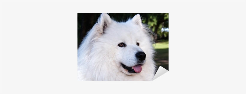 Dog Yawns, transparent png download