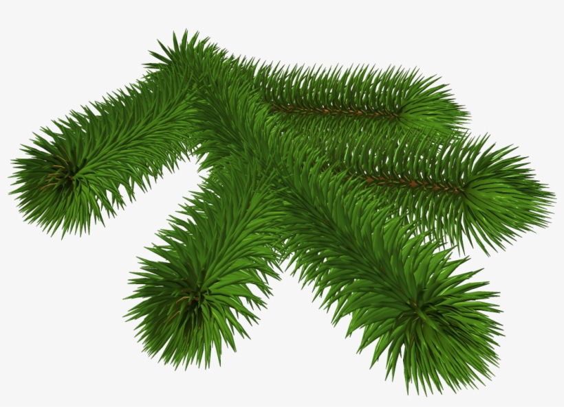 Transparent Pine Branch 3d Clipart - Clip Art, transparent png download