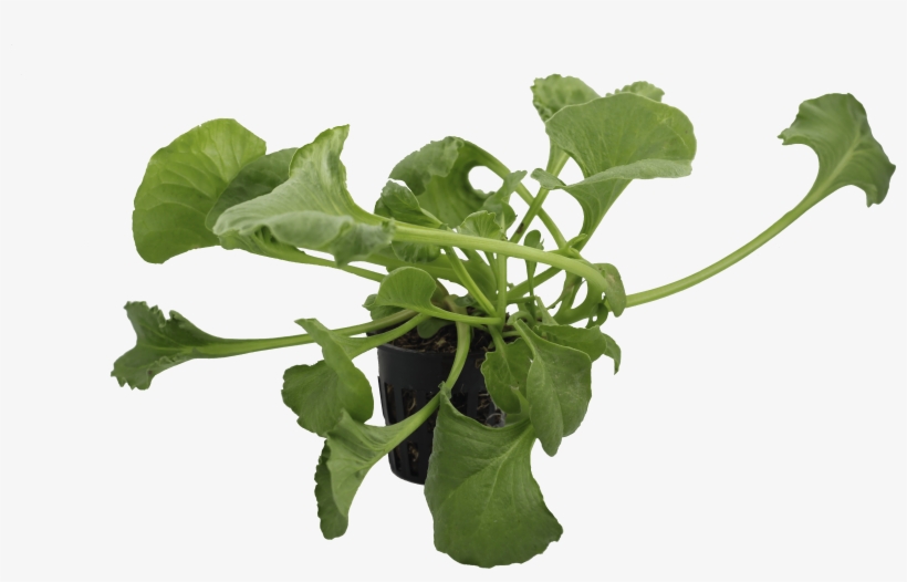 Png Spinach - Arugula, transparent png download
