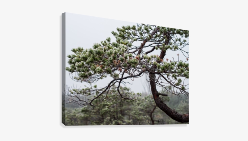 Closeup Of Pine Tree Branch In Field Of Kemeri Moor - Ķemeri, transparent png download