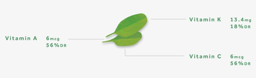 Spinach Headernew02-02 - Tree, transparent png download