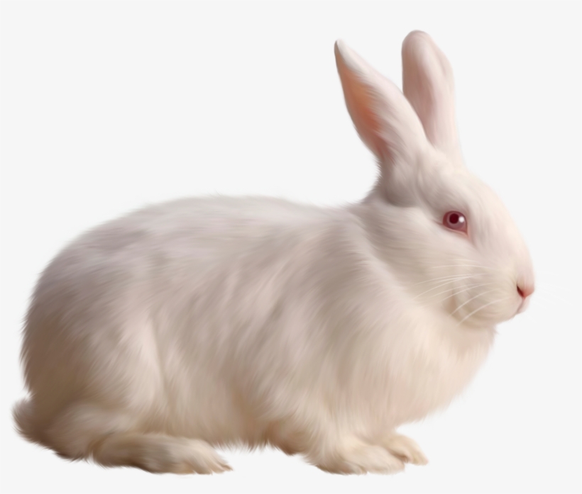 Rabbit Png Images - Rabbit Png, transparent png download