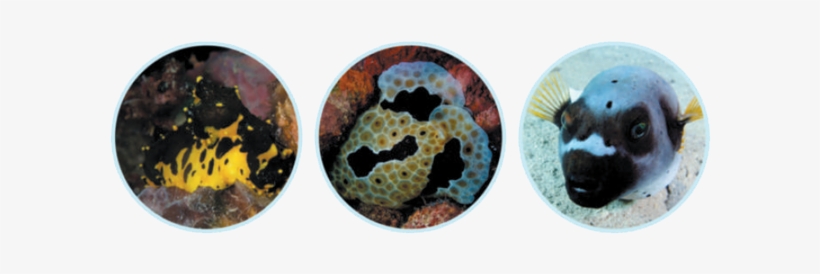 Image - Stony Coral, transparent png download