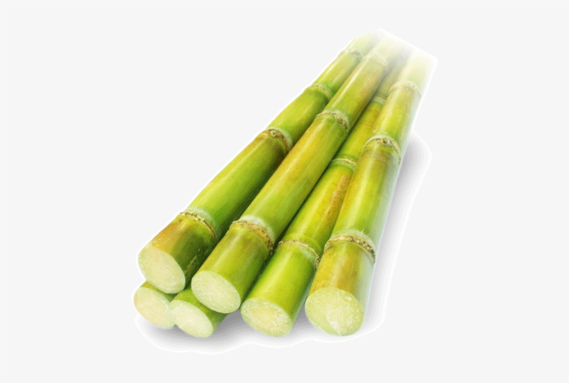 Caña De Azucar Png, transparent png download