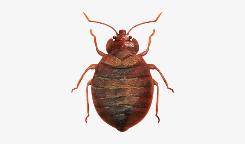 Bed Bug Png - Bed Bug Image Png, transparent png download
