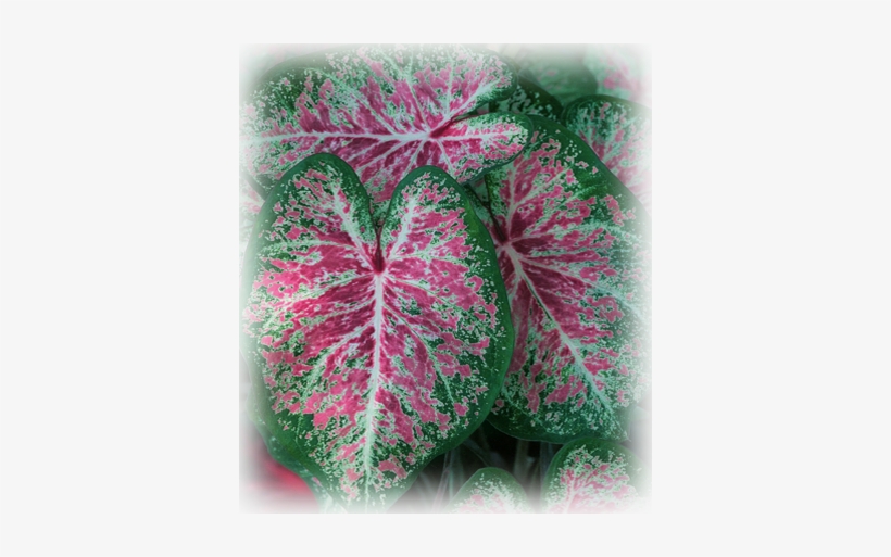 Pink Cloud Photo - Heart Of Jesus, transparent png download