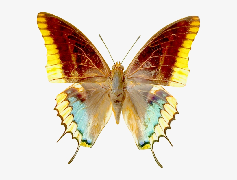 Png Transparent Butterfly Clipart - Butterfly Clip Art Transparent, transparent png download